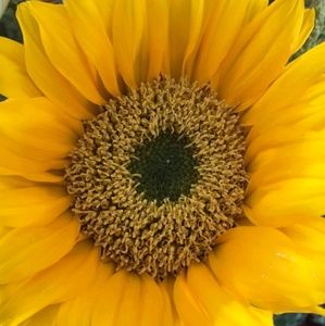 Meet your Posher, Jamae